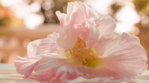 цветок нежный