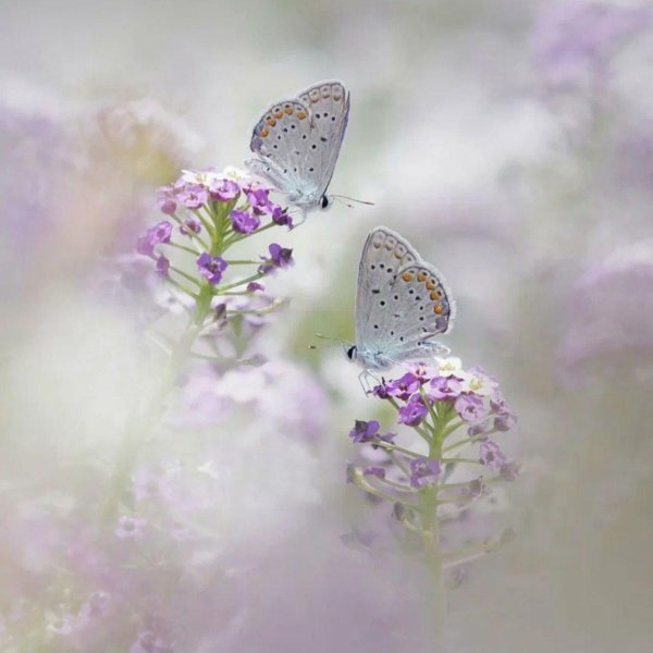 голубянка ореас