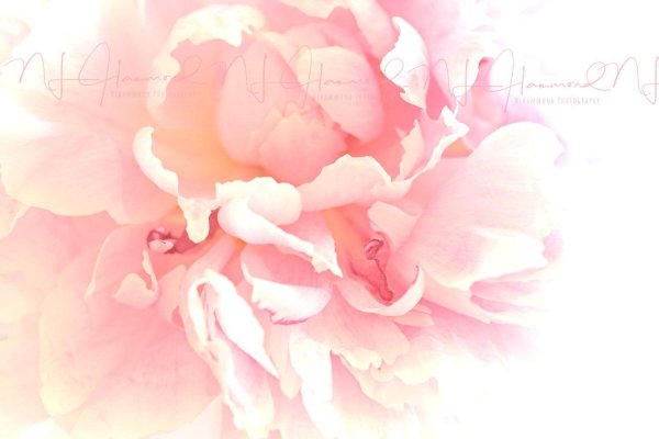 цветочные фоны