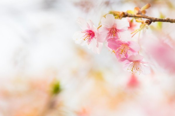 весенние фоны