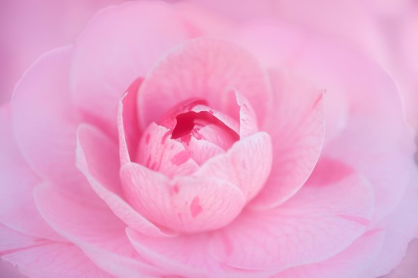 японская камелия