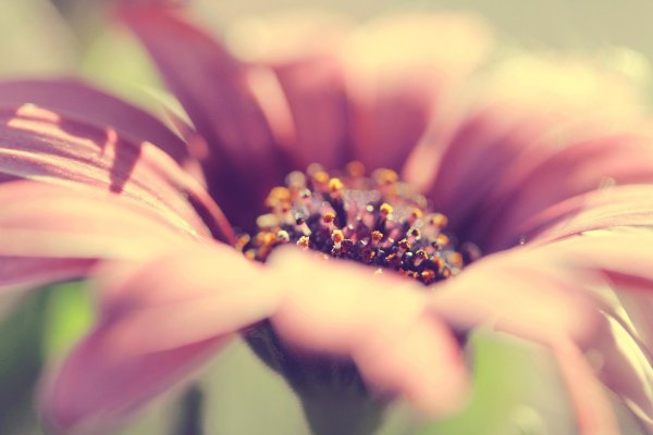 макросъемка цветов