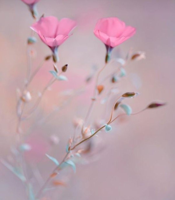 гипсофила фуксия