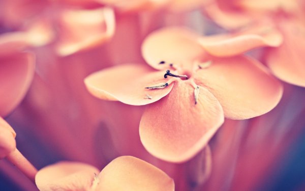 цветок макро