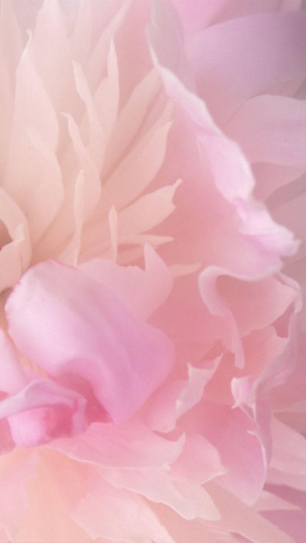 пион нежно розовый