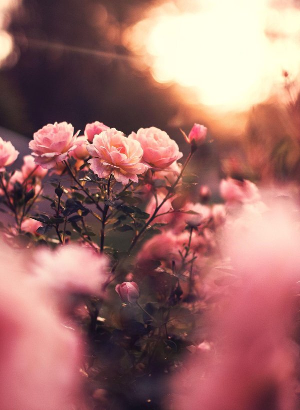 цветочные фоны