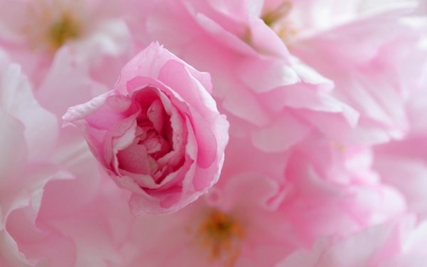 розовые вишни сакуры