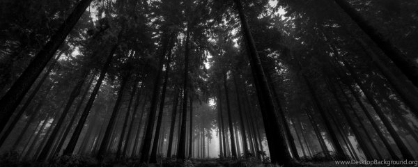 мрачные леса