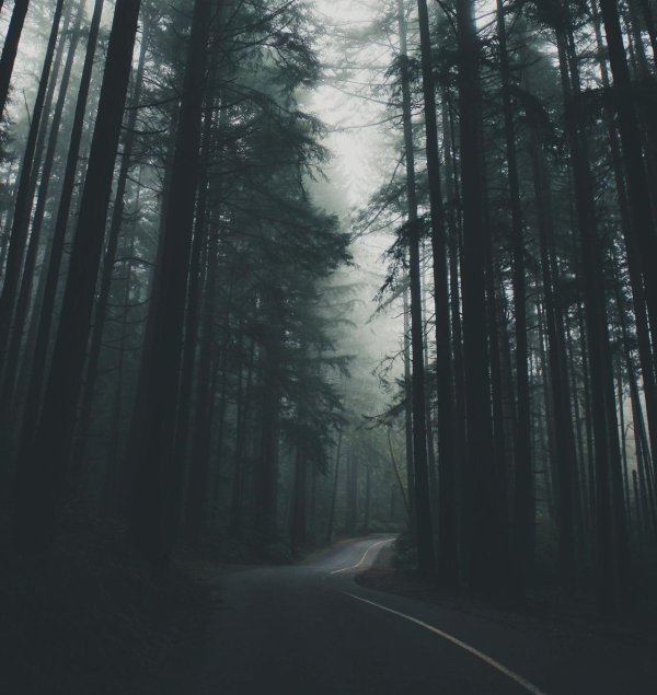 мрачные леса