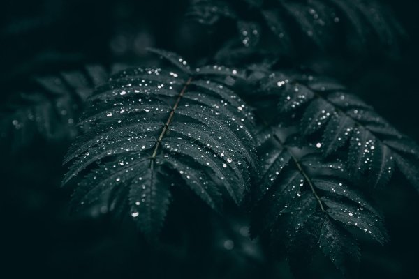 темно зеленые растения