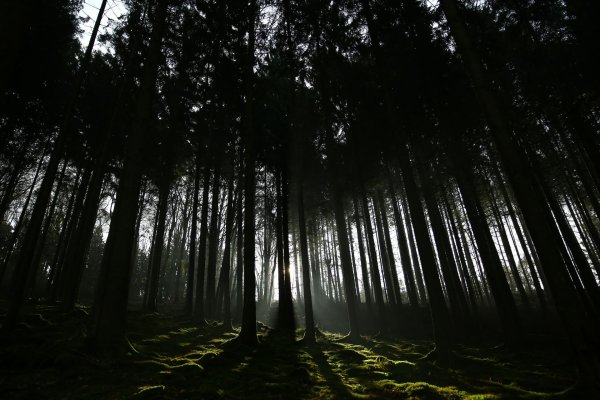 сосновые леса