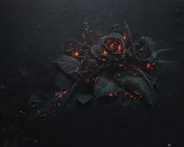 горящая роза