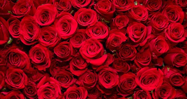 много красных роз