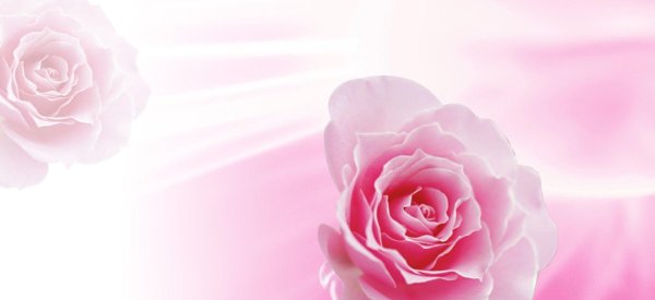 розовая роза