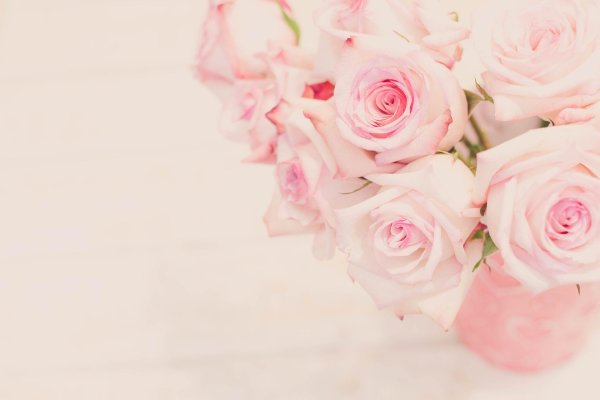 роза нежно розовая