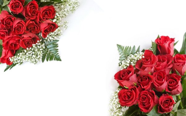 открытка с розами