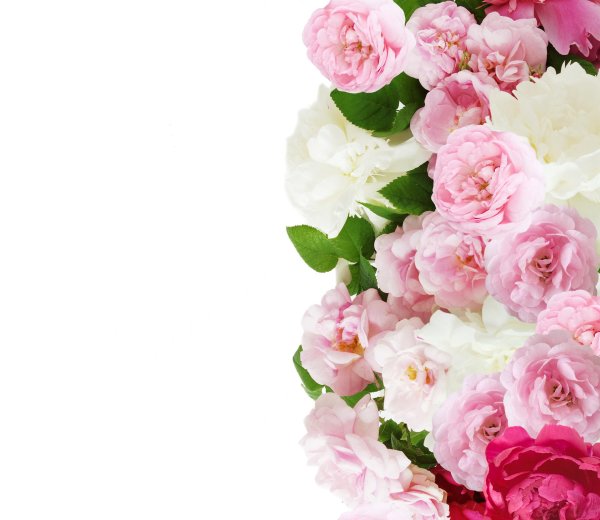 нежные пионы