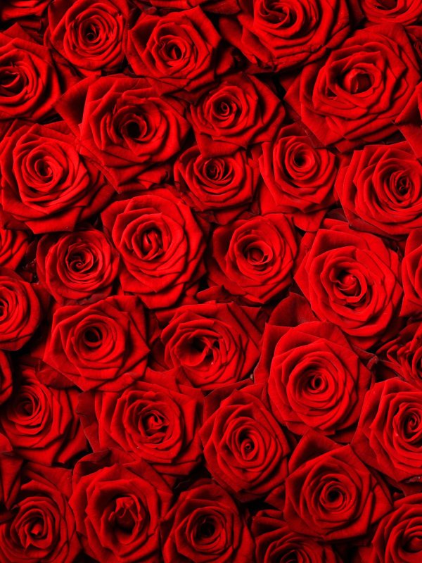 красная роза