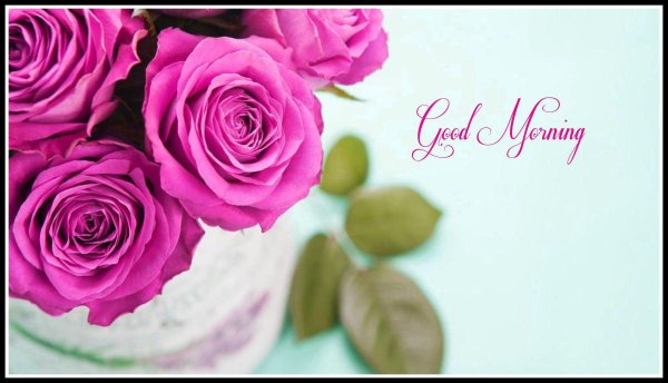 роза персуанс моментс