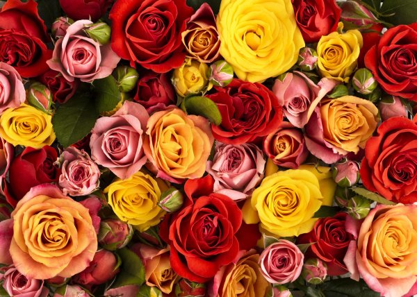 разноцветные розы