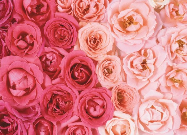 цветочные фоны