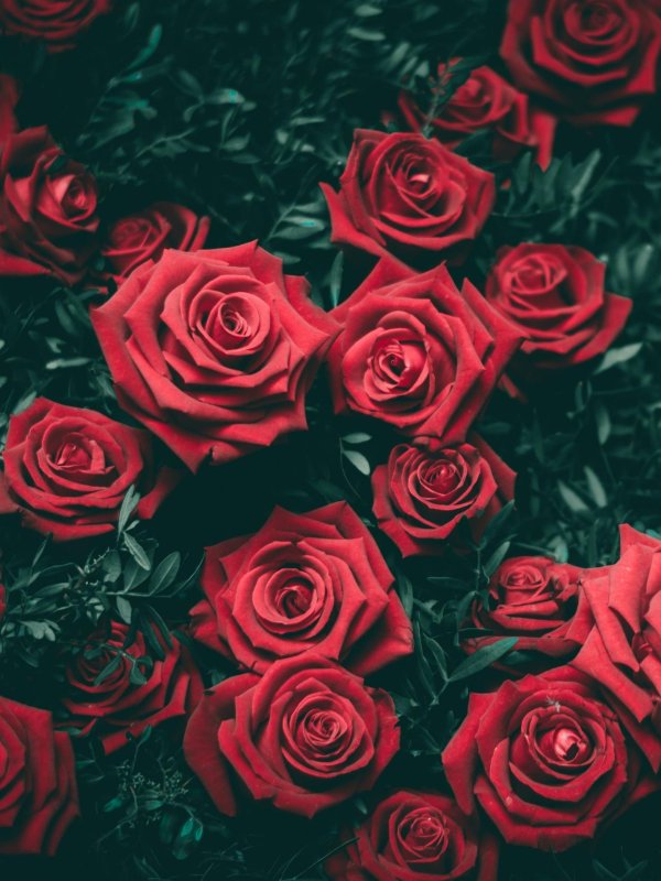 цветочные фоны