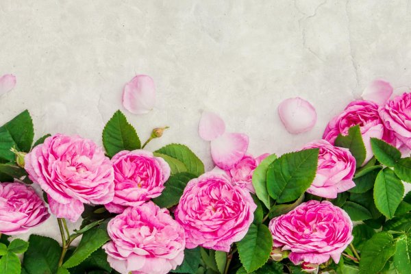 розы пинк фловерс