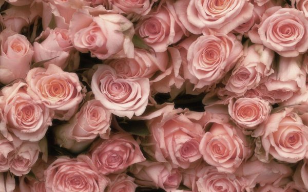 роза кустовая тесса