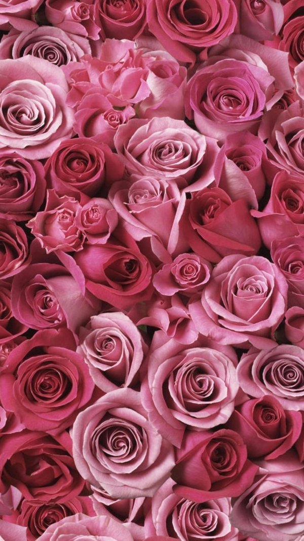 розы пинк фловерс
