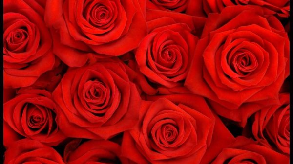 красивые красные цветы