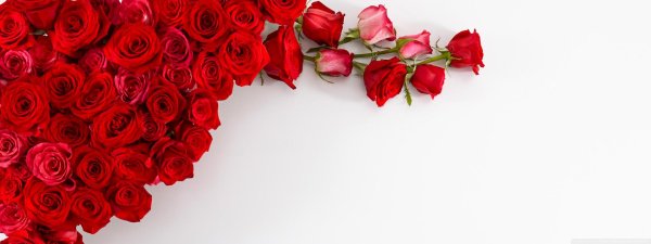 роза красная