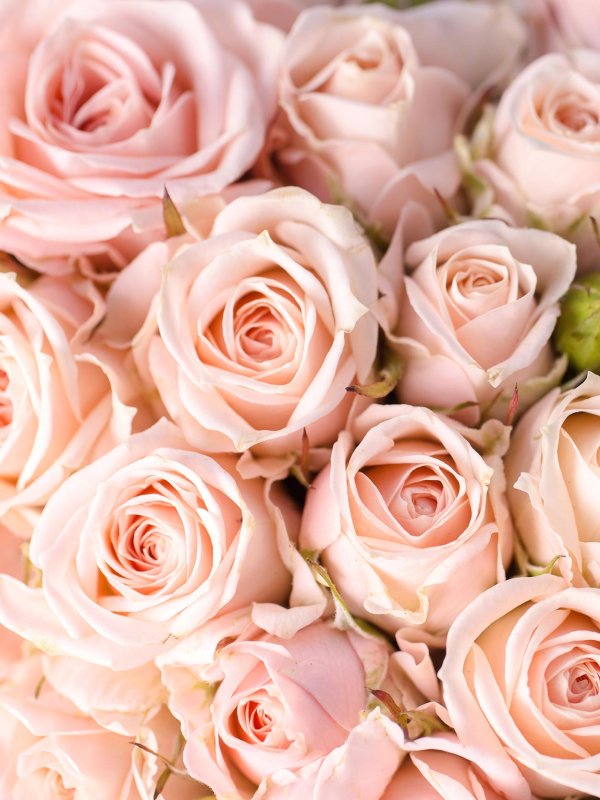 роза розовая