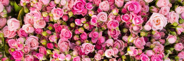 розовые цветы