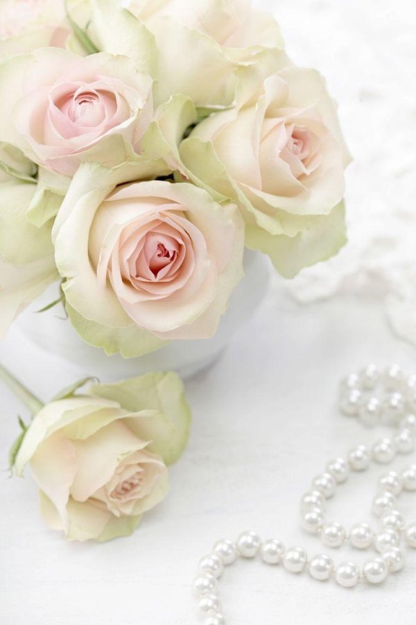 роза нежная