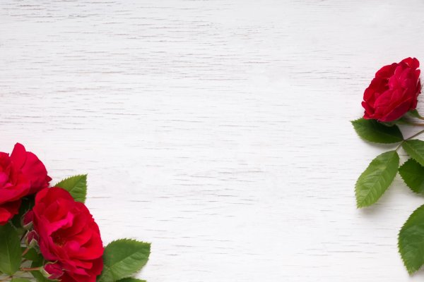 красная роза