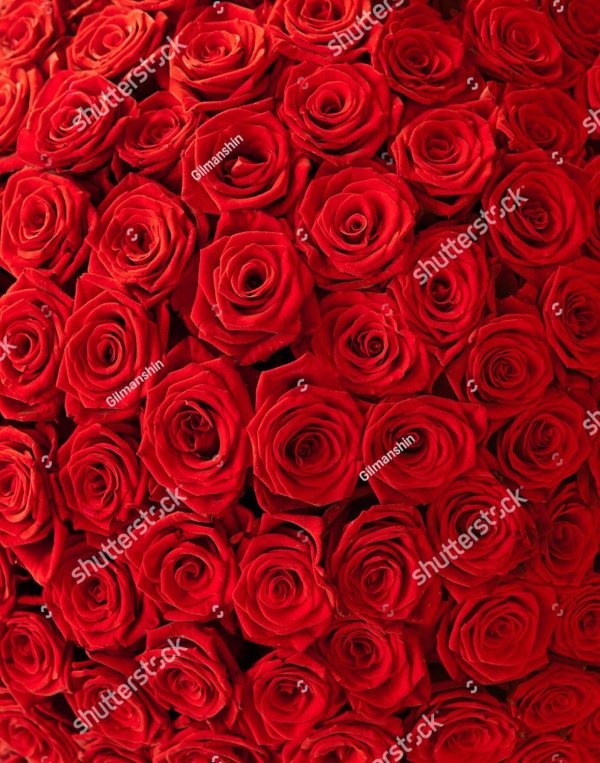 много красных роз