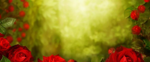 красная роза