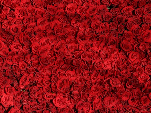 красная роза