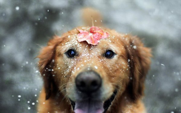 обои на рабочий стол собаки