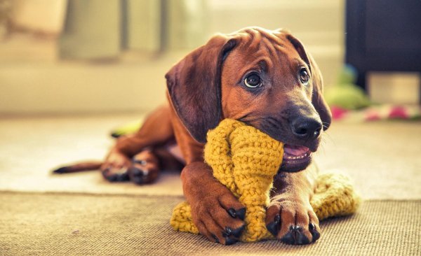 родезийский риджбек