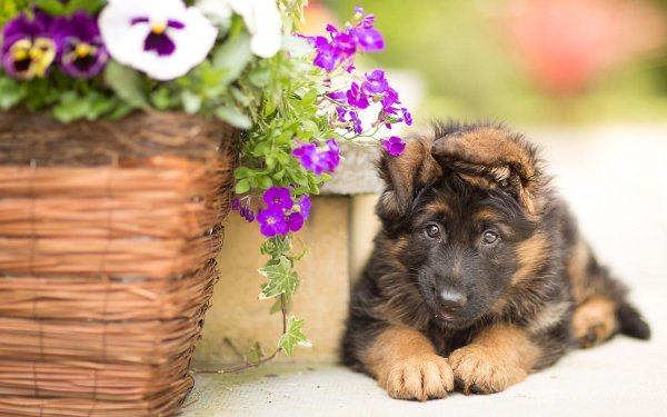 двухмесячный щенок немецкой овчарки