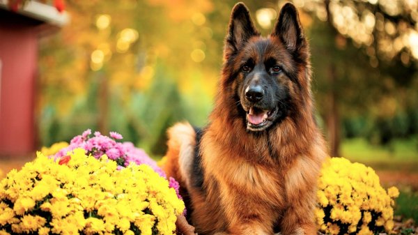 баварская овчарка shepherd