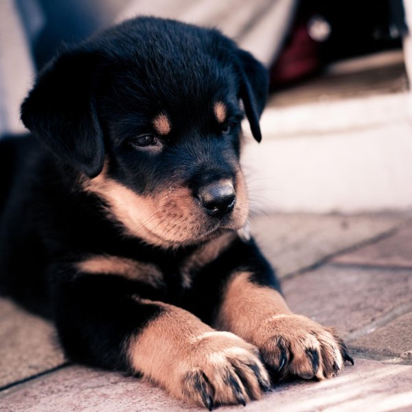 ротвейлер милый