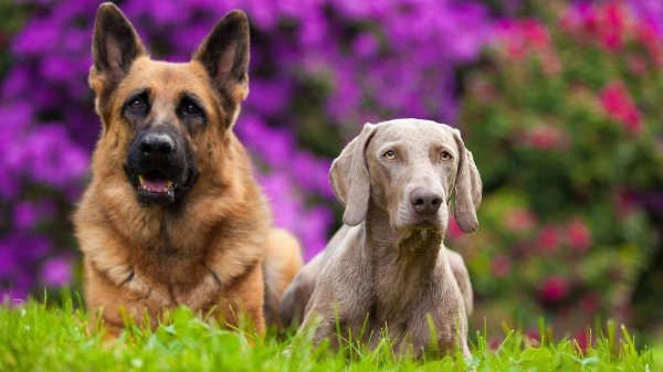 немецкая овчарка