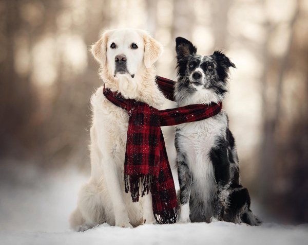 пара с собакой