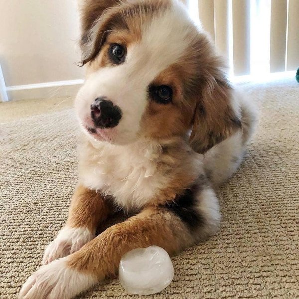 австралийская овчарка