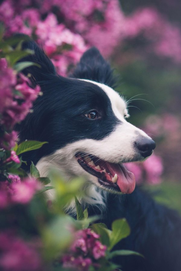 border collie