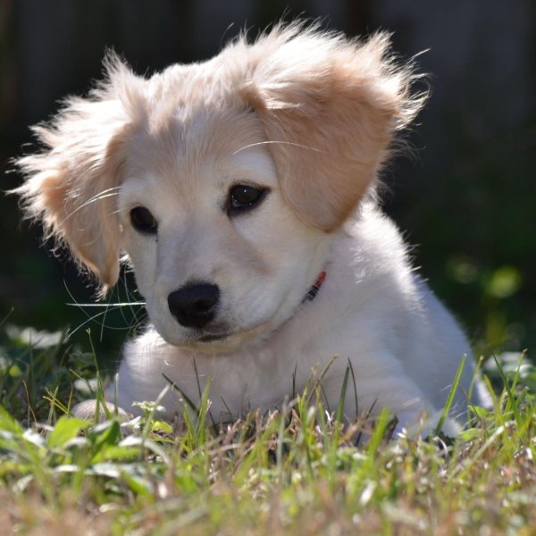 щенки золотого ретривера