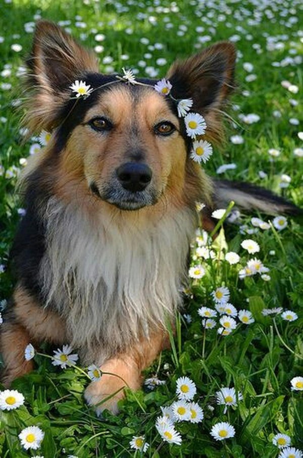 собаки летом