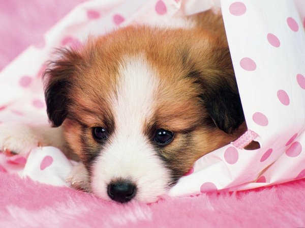 собачка милая